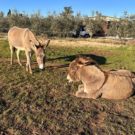 Agriturismo Il Puntoncino Marsiliana Eksteriør bilde