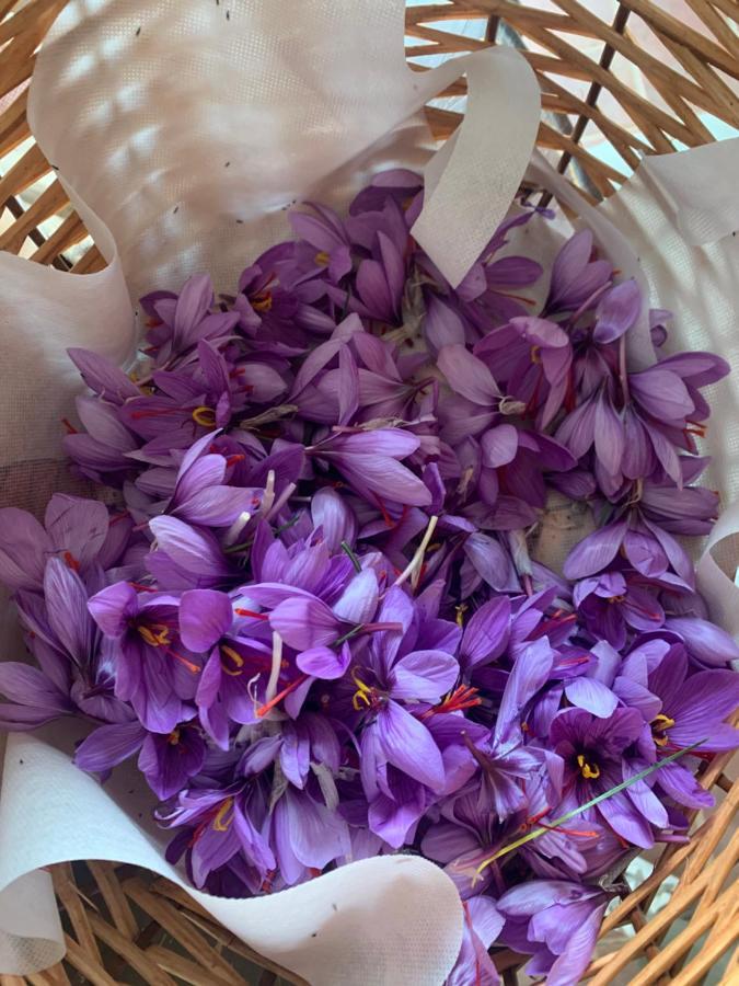 Agriturismo Il Puntoncino Marsiliana Eksteriør bilde