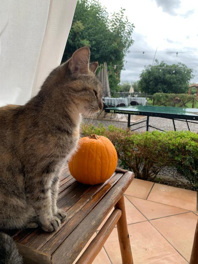 Agriturismo Il Puntoncino Marsiliana Eksteriør bilde