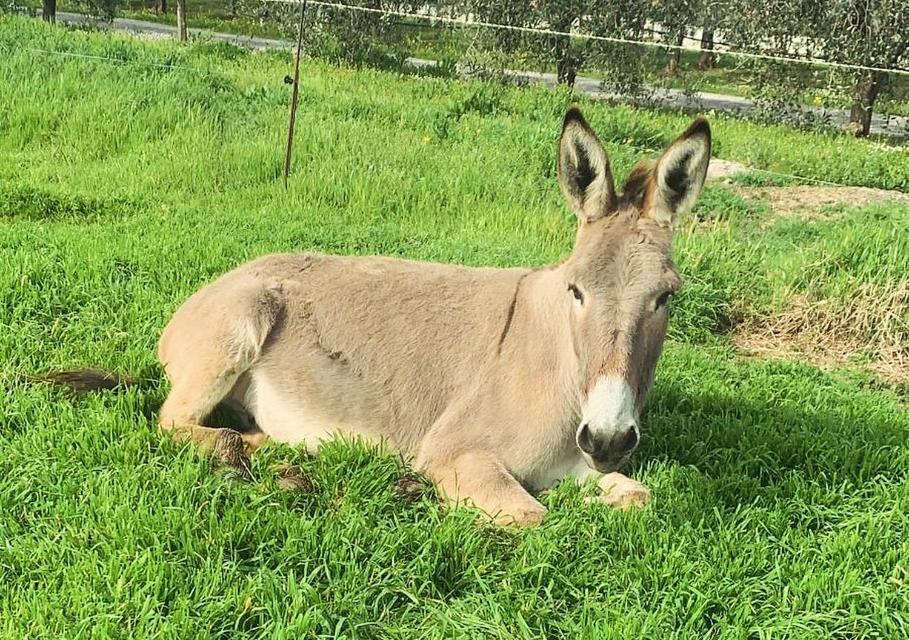 Agriturismo Il Puntoncino Marsiliana Eksteriør bilde