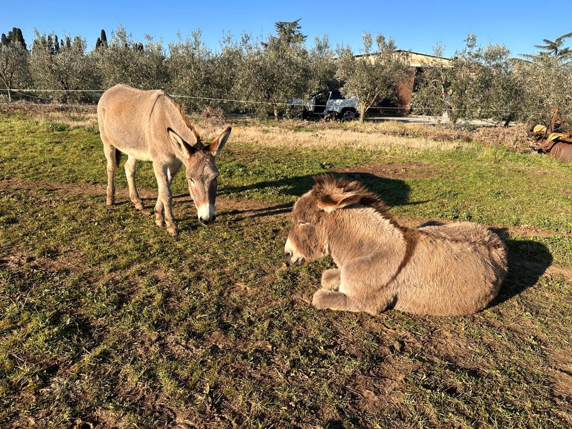 Agriturismo Il Puntoncino Marsiliana Eksteriør bilde